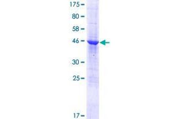 RWDD3 Protein (AA 1-195) (GST tag)
