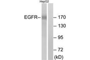 Western blot analysis of extracts from A431 cells, treated with EGF 200ng/ml 10', using EGFR (Ab-1110) Antibody. (EGFR antibody  (AA 1077-1126))