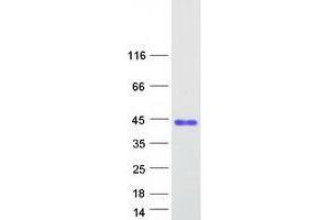 VCX3A Protein (Myc-DYKDDDDK Tag)