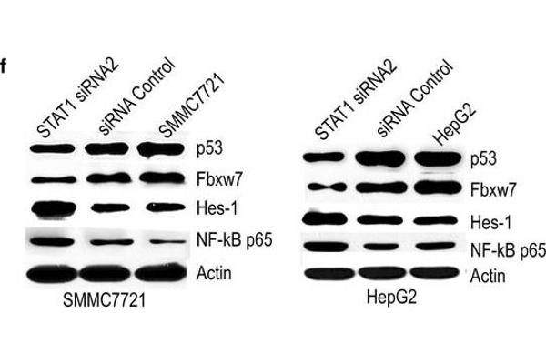 FBXW7 antibody  (AA 501-600)