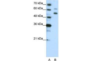 Western Blotting (WB) image for anti-WD Repeat Domain 4 (WDR4) antibody (ABIN2462387) (WDR4 antibody)