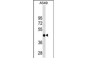 Western blot analysis in A549 cell line lysates (35ug/lane). (GATM antibody  (C-Term))