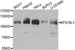 Western blot analysis of extracts of various cell lines, using EPS15L1 antibody. (EPS15L1 antibody  (AA 475-754))