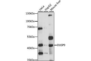 Western blot analysis of extracts of various cell lines, using DUSP9 antibody (ABIN6127795, ABIN6139880 and ABIN7101580) at 1:1000 dilution.