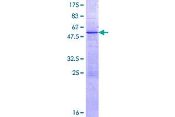 Kallikrein 11 Protein (KLK11) (AA 1-250) (GST tag)