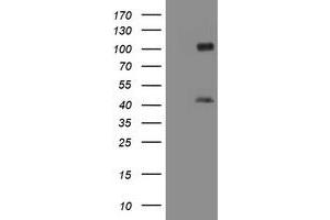 Image no. 1 for anti-Melanoma Antigen Family A, 9 (MAGEA9) antibody (ABIN1499263) (MAGEA9 antibody)
