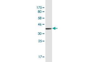 Western Blot detection against Immunogen (36.