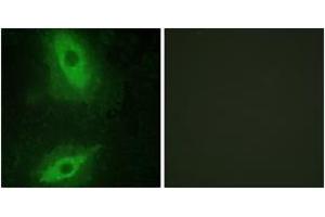 Immunofluorescence (IF) image for anti-Tumor Necrosis Factor (Ligand) Superfamily, Member 15 (TNFSF15) (AA 181-230) antibody (ABIN2889356) (TNFSF15 antibody  (AA 181-230))