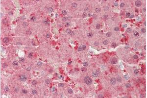 ABIN1782177 (5µg/ml) staining of paraffin embedded Human Liver. (BLVRB antibody  (AA 38-49))