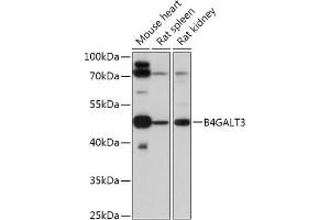 Western blot analysis of extracts of various cell lines, using B4G antibody (ABIN7271199) at 1:1000 dilution. (B4GALT3 antibody  (AA 40-150))