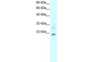 Western Blotting (WB) image for anti-Claudin 9 (CLDN9) antibody (ABIN2460768)