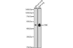 Western blot analysis of extracts of various cell lines, using LTBR antibody (ABIN6129412, ABIN6143379, ABIN6143381 and ABIN6220987) at 1:1000 dilution. (LTBR antibody  (AA 31-227))