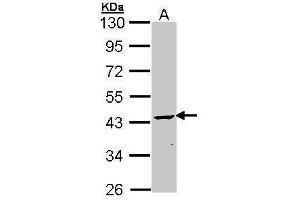 WB Image Sample (30 ug of whole cell lysate) A: Molt-4 , 10% SDS PAGE antibody diluted at 1:1000 (Cnpase antibody)