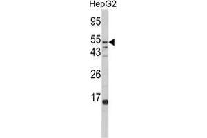 Western blot analysis of FUCA1 Antibody (Center) in HepG2 cell line lysates (35 µg/lane). (FUCA1 antibody  (Middle Region))
