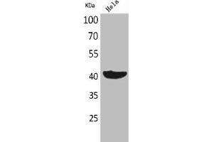 Western Blot analysis of HeLa cells using Cyclophilin D Polyclonal Antibody (PPID antibody  (C-Term))