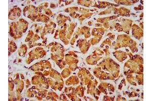 IHC image of ABIN7162643 diluted at 1:700 and staining in paraffin-embedded human pancreatic tissue performed on a Leica BondTM system. (PTH antibody  (AA 32-115))