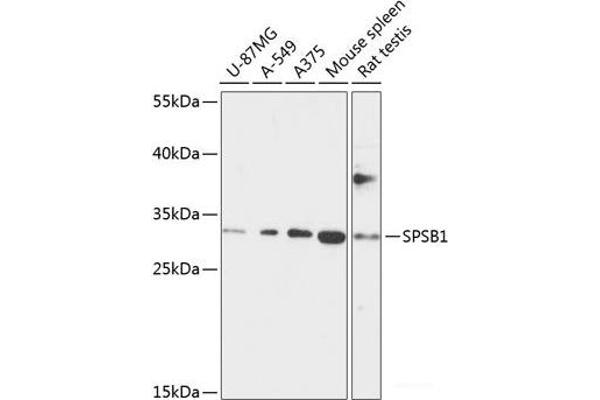 SPSB1 antibody