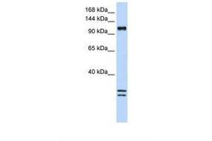 Image no. 1 for anti-NCK-Associated Protein 1-Like (NCKAP1L) (AA 1008-1057) antibody (ABIN6738380) (NCKAP1L antibody  (AA 1008-1057))