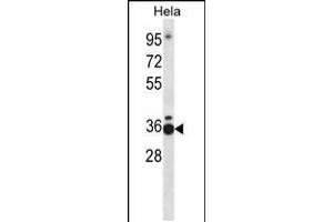 Western blot analysis in Hela cell line lysates (35ug/lane). (TCEA1 antibody  (AA 98-126))