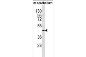 DDX47 Antibody (C-term) (ABIN652169 and ABIN2840575) western blot analysis in mouse cerebellum tissue lysates (35 μg/lane). (DDX47 antibody  (C-Term))