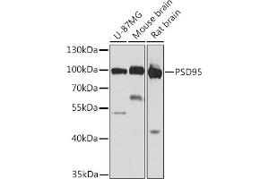 Western blot analysis of extracts of various cell lines, using PSD95 antibody (ABIN6134333, ABIN6139649, ABIN6139651 and ABIN6223874) at 1:1000 dilution. (DLG4 antibody)