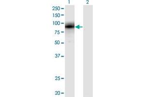 Western Blot analysis of EGR1 expression in transfected 293T cell line by EGR1 monoclonal antibody (M03), clone 6E8. (EGR1 antibody  (AA 444-543))