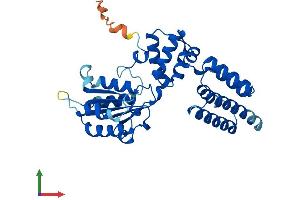 AlphaFold protein structure predicition of Mouse Recombinant Rfc5 Protein, UniprotID Q9D0F6 (RFC5 Protein (AA 1-339) (His tag))