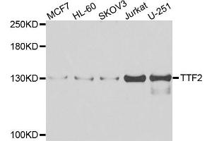 Western blot analysis of extracts of various cell lines, using TTF2 antibody (ABIN5975177) at 1/1000 dilution.