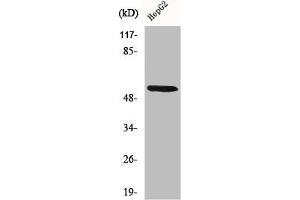 Western Blot analysis of 293 cells using CYP26A1 Polyclonal Antibody