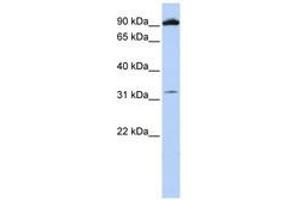 Image no. 1 for anti-Glutamate Receptor, Metabotropic 6 (GRM6) (AA 36-85) antibody (ABIN6741410) (Metabotropic Glutamate Receptor 6 antibody  (AA 36-85))