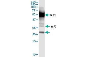 Immunoprecipitation of GLO1 transfected lysate using anti-GLO1 MaxPab rabbit polyclonal antibody and Protein A Magnetic Bead , and immunoblotted with GLO1 MaxPab rabbit polyclonal antibody (D01) .