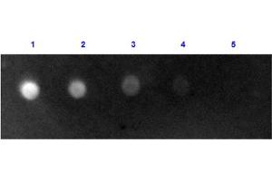 Dot Blot results of Rabbit Anti-Sheep IgG Antibody Fluorescein Conjugate. (Rabbit anti-Sheep IgG (Heavy & Light Chain) Antibody (FITC) - Preadsorbed)