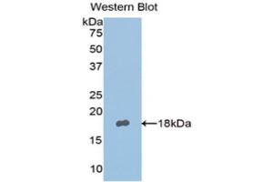 Western Blotting (WB) image for anti-Nephronectin (NPNT) (AA 418-565) antibody (ABIN1176635) (Nephronectin antibody  (AA 418-565))
