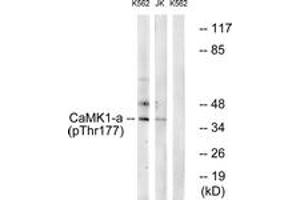 Western blot analysis of extracts from K562 cells treated with insulin 0. (CAMK1 antibody  (pThr177))