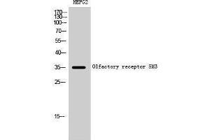 Western Blotting (WB) image for anti-Olfactory Receptor, Family 5, Subfamily M, Member 3 (OR5M3) (Internal Region) antibody (ABIN3186165)