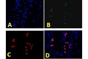Immunofluorescence analysis of human 293T cells using eGFP (ABIN7073829) at dilution of 1: 1000,A: DAPI nuclear stain ( blue ),B: eGFP protein ( green ),C: Anti-eGFP ( red ),D: Merged (eGFP antibody)