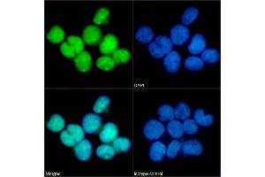 Immunofluorescence staining of fixed U937 cells with anti-CCR5 (phosphoserine 349) antibody E11/19. (Recombinant CCR5 antibody  (pSer349))