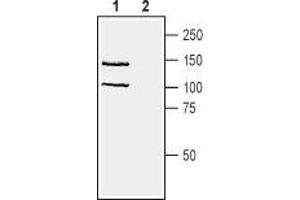 Western blot analysis of human Jurkat T-cell leukemia cell line lysate: - 1. (Neuropilin 1 antibody  (Extracellular, N-Term))