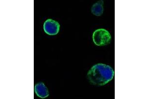 Confocal immunofluorescence analysis of HEK293 cells trasfected with extracellular MUSK (aa24-209)-hIgGFc using MUSK antibody (green). (MUSK antibody  (AA 24-209))