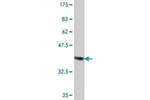 Western Blot detection against Immunogen (36. (ALG6 antibody  (AA 25-114))