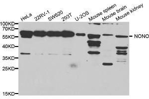 Western blot analysis of extracts of various cell lines, using Nono antibody. (NONO antibody)