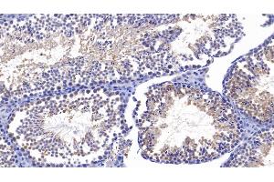 Detection of SIRT4 in Mouse Testis Tissue using Polyclonal Antibody to Sirtuin 4 (SIRT4) (SIRT4 antibody  (AA 26-333))