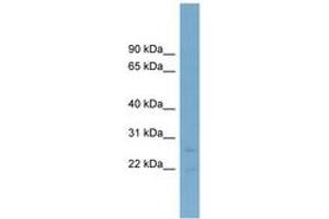 Image no. 1 for anti-5',3'-Nucleotidase, Mitochondrial (NT5M) (AA 143-192) antibody (ABIN6744183) (NT5M antibody  (AA 143-192))