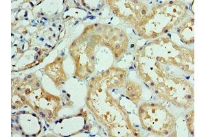 Immunohistochemistry of paraffin-embedded human kidney tissue using ABIN7150359 at dilution of 1:100 (DEDD2 antibody  (AA 1-240))