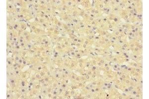 Immunohistochemistry of paraffin-embedded human adrenal gland tissue using ABIN7160510 at dilution of 1:100 (MYORG/KIAA1161 antibody  (AA 101-300))