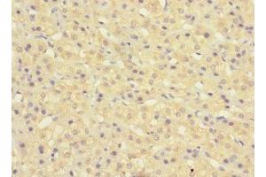 Immunohistochemistry of paraffin-embedded human adrenal gland tissue using ABIN7160510 at dilution of 1:100