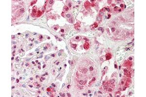 Anti-HECTD2 antibody IHC staining of human kidney. (HECTD2 antibody  (AA 684-733))