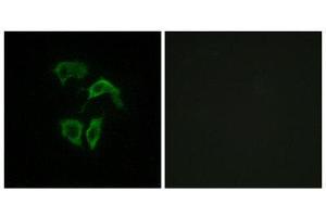 Immunofluorescence (IF) image for anti-OR2A4/7 (C-Term) antibody (ABIN1853202) (OR2A4/7 (C-Term) antibody)