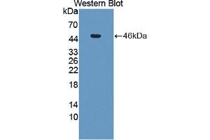 Figure. (SERPINB5 antibody  (AA 1-375))
