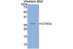 Western Blotting (WB) image for anti-Calcium/calmodulin-Dependent Protein Kinase II gamma (CAMK2G) (AA 75-281) antibody (ABIN3208166) (CAMKII gamma antibody  (AA 75-281))
